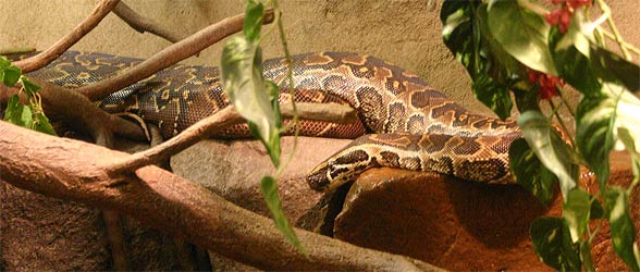 African rock python (Python sebae)