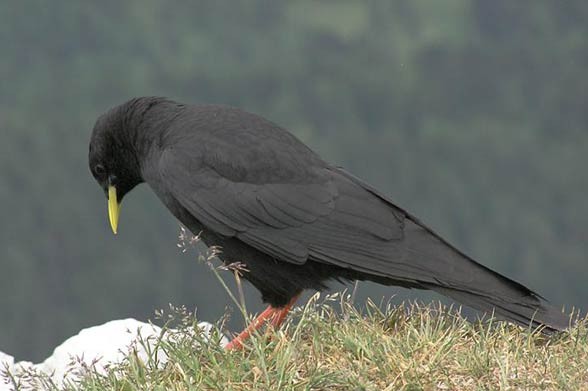 Alpine chough, yellow-billed chough, (Pyrrhocorax graculus)