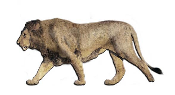 American lion (Panthera leo atrox / Panthera atrox)