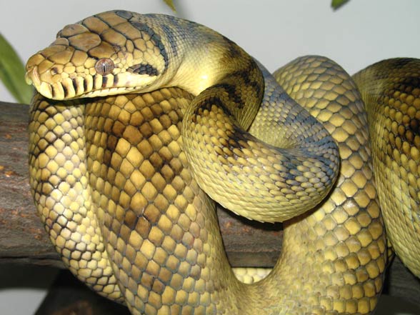 Amethystine, scrub python (Morelia amethistina)