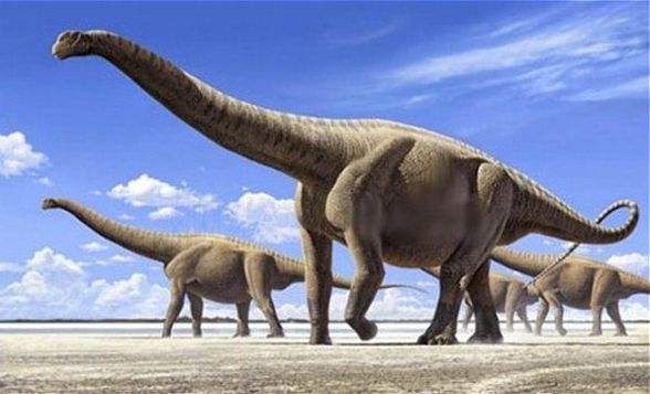 Amphicoelias fragillimus