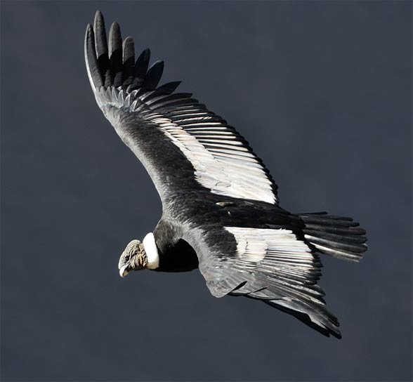 Andean condor (Vultur gryphus)