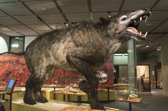 Andrewsarchus mongoliensis