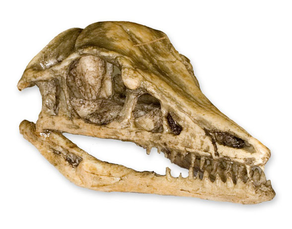Archaeopteryx