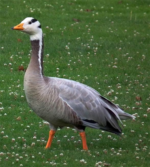 Bar-headed goose (Anser indicus)