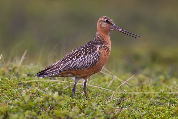Bar-tailed godwit (Limosa lapponica)
