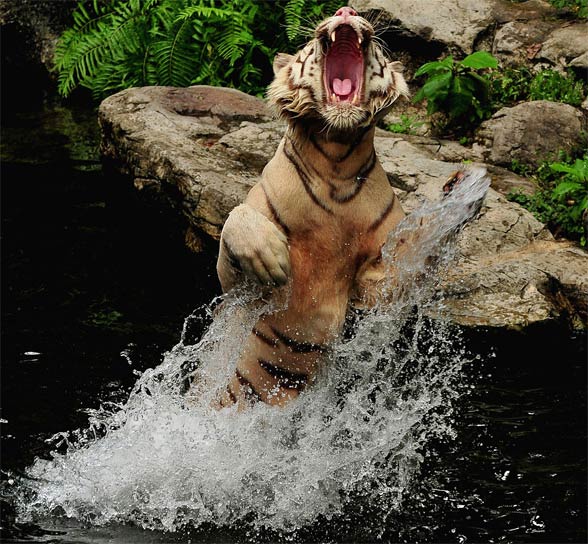 Bengal tiger (Panthera tigris tigris)