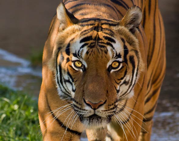 Bengal tiger (Panthera tigris tigris)