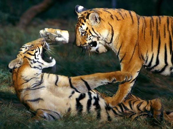 Bengal tiger (Panthera tigris tigris)