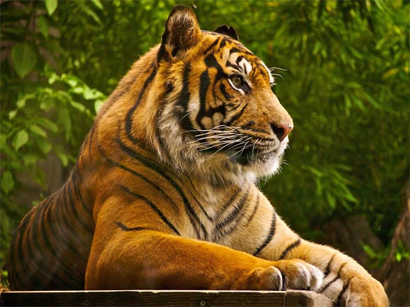 Bengal tiger (Panthera tigris tigris)