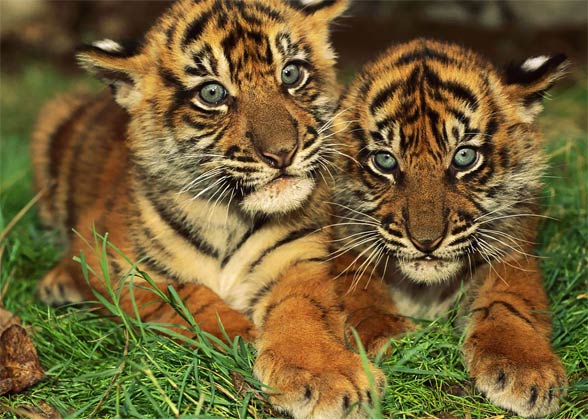 Bengal tiger (Panthera tigris tigris)