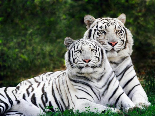 Bengal tiger (Panthera tigris tigris)