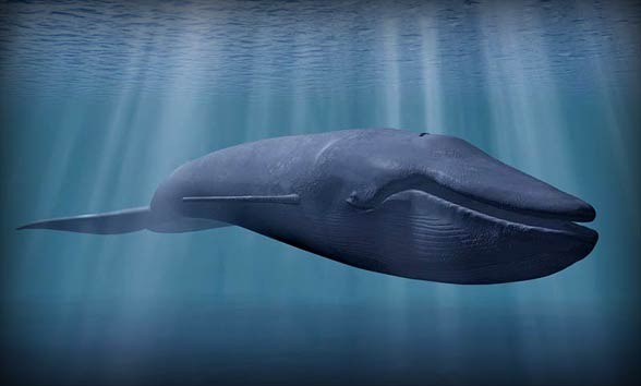 Blue whale (Balaenoptera musculus)
