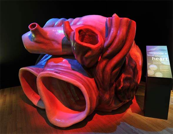 The heart of a blue whale