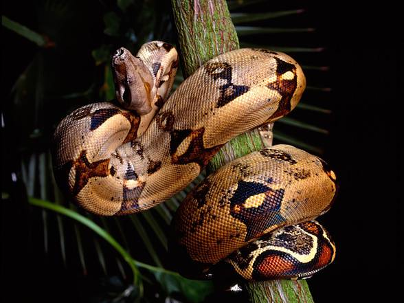 Boa constrictor