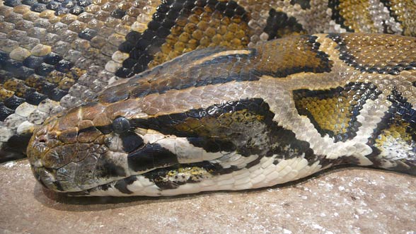 Burmese python (Python bivittatus) 