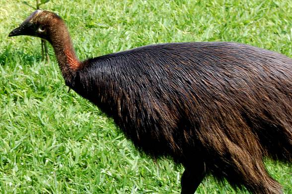 Cassowary