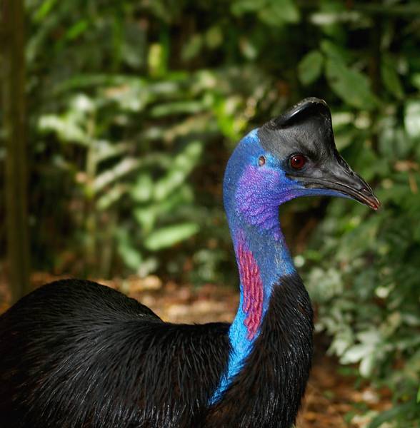 Cassowary