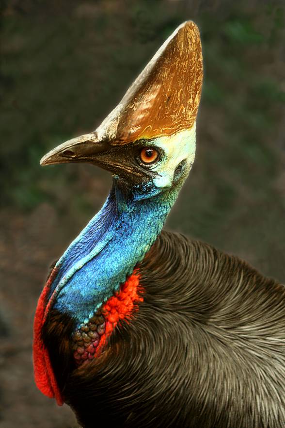 Cassowary