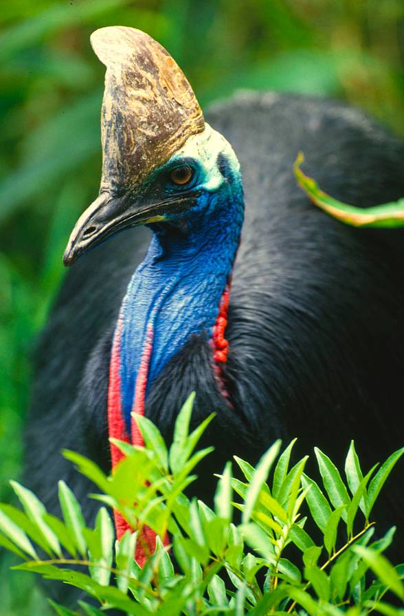Cassowary