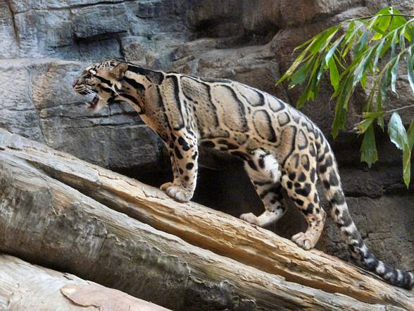 Clouded leopard (Neofelis nebulosa)