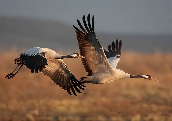 common crane (Grus grus)
