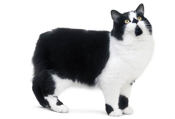 Cymric cat