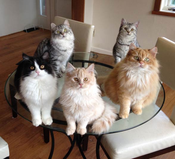 Cymric cats