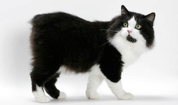 Cymric cat