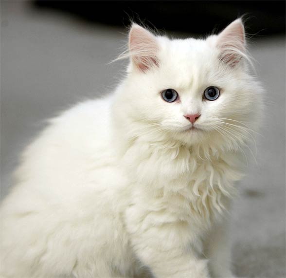 Cymric cat