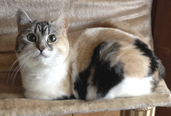 Cymric cat