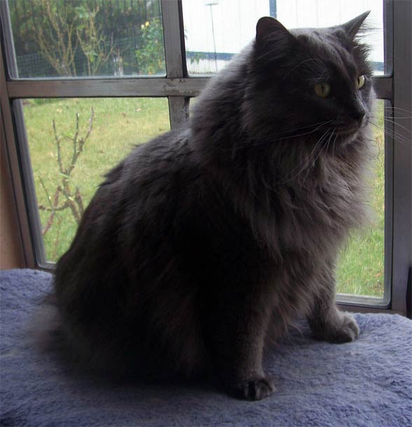 Cymric cat