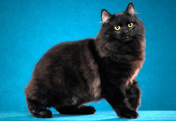 Cymric cat