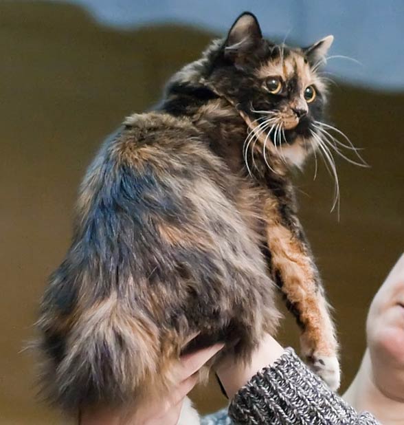 Cymric cat