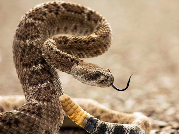 Diamondback rattlesnake (Crotalus adamanteus)