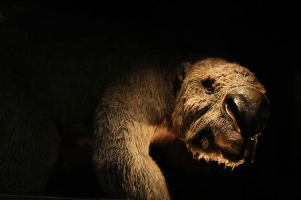 Diprotodon - the largest known marsupial ever to have lived.