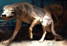 Dire wolf