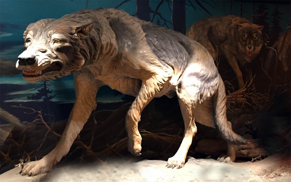 Dire wolf
