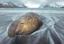 Elephant seal (Mirounga)