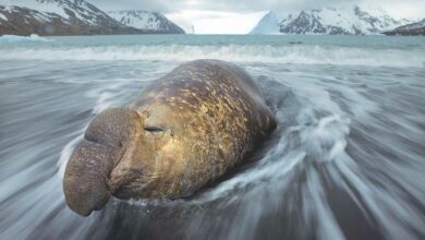 Elephant seal (Mirounga)
