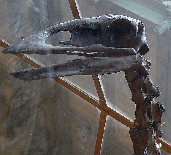 Elephant bird