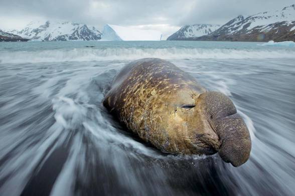 Elephant seal