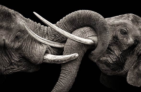 Elephants