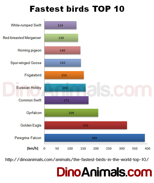 Fastest birds TOP 10 - chart speed in km/h