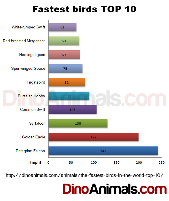 Fastest birds TOP 10 - chart speed in mph