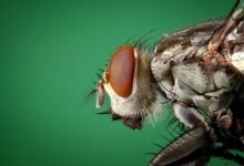 Fly