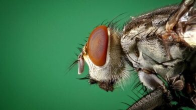 Fly