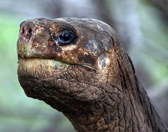 Galápagos giant tortoise