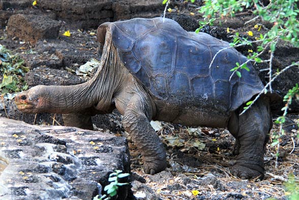 Galápagos giant tortoise