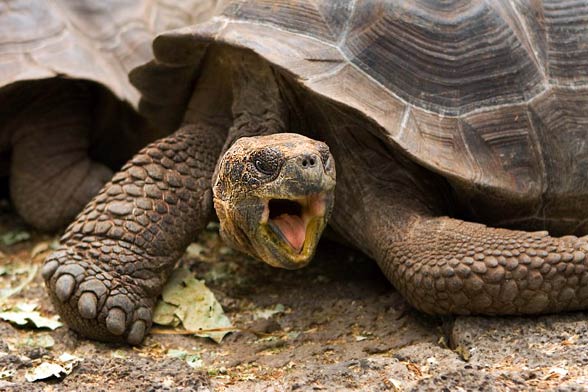 Galápagos giant tortoise